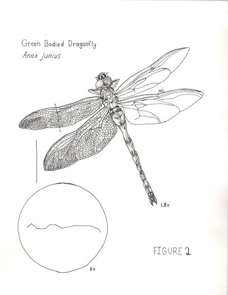 Dragonflies+drawings